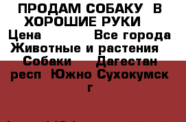 ПРОДАМ СОБАКУ  В ХОРОШИЕ РУКИ  › Цена ­ 4 000 - Все города Животные и растения » Собаки   . Дагестан респ.,Южно-Сухокумск г.